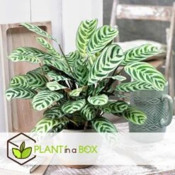 Ctenanthe 'gebedsplant' - Set Van 2 - Burle-marxii - Pot 12cm - Hoogte 25-40cm -Huishoudelijke Artikelen Verkoop 1000030964 0102