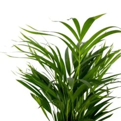 2x Dypsis Lutescens - Goudpalm - ⌀17 Cm - ↕60-70 Cm -Huishoudelijke Artikelen Verkoop 1000072866 0102