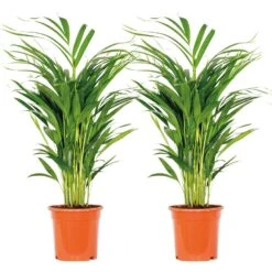 2x Dypsis Lutescens - Goudpalm - ⌀17 Cm - ↕60-70 Cm