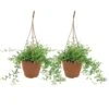Senecio Peregrinus - Set Van 2 - Pot 12cm - Hoogte 10-20cm