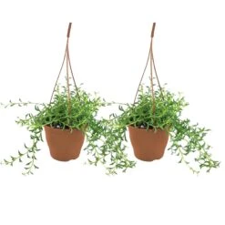 Senecio Peregrinus - Set Van 2 - Pot 12cm - Hoogte 10-20cm
