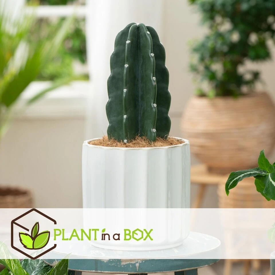 Cereus Jamacaru - Cactus "Cuddly" - Pot 18cm - Hoogte 30-35cm Cereus Jamacaru - Cactus "Cuddly" - Pot 18cm - Hoogte 30-35cm -Huishoudelijke Artikelen Verkoop 1000082007 0102