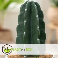 Cereus Jamacaru - Cactus "Cuddly" - Pot 18cm - Hoogte 30-35cm 2 Cereus Jamacaru - Cactus "Cuddly" - Pot 18cm - Hoogte 30-35cm -Huishoudelijke Artikelen Verkoop 1000082007 0103