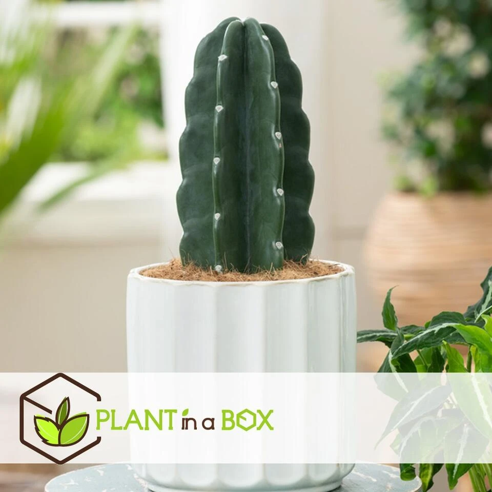 Cereus Jamacaru - Cactus "Cuddly" - Pot 18cm - Hoogte 30-35cm Cereus Jamacaru - Cactus "Cuddly" - Pot 18cm - Hoogte 30-35cm -Huishoudelijke Artikelen Verkoop 1000082007 0104