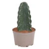 Cereus Jamacaru - Cactus "Cuddly" - Pot 18cm - Hoogte 30-35cm