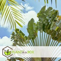 Ravenala Madagascariensis - Set Van 6 - Reizigerspalm - Pot 9cm - Hoogte 25-40cm -Huishoudelijke Artikelen Verkoop 1000087973 0103