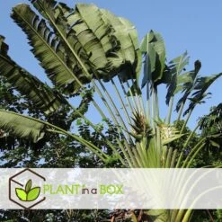 Ravenala Madagascariensis - Set Van 6 - Reizigerspalm - Pot 9cm - Hoogte 25-40cm -Huishoudelijke Artikelen Verkoop 1000087973 0104