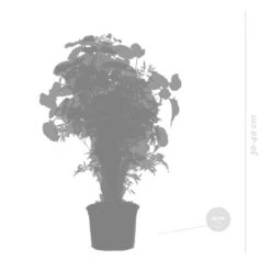 3x Polyscias Mix - Fabian - Ming - Green Lemon P12H30 -Huishoudelijke Artikelen Verkoop 1000088692 0103